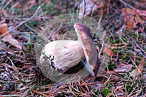 Brown ceps mushroom photo