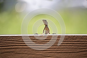 Brown chameleon looking at the camera