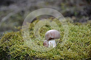 A brown champignon mushroom Agaricaceae on green Moss