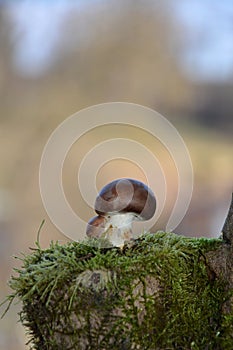 A brown champignon mushroom Agaricaceae on green Moss