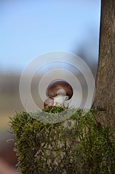 A brown champignon mushroom Agaricaceae on green Moss in the nature