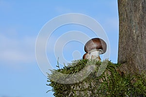 A brown champignons mushrooms Agaricaceae with many blue sky