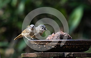 Brown-cheeked fulvetta (Alcippe poioicephala) or brown-cheeked alcippe seem at bird hide at Dandeli in Karnataka, India