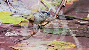 Brown-cheeked Fulvetta bird in nature