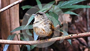 Brown-cheeked Fulvetta bird in nature