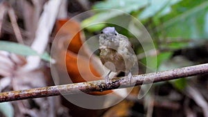 Brown-cheeked Fulvetta bird in nature