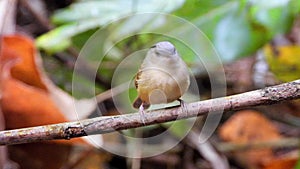 Brown-cheeked Fulvetta bird in nature