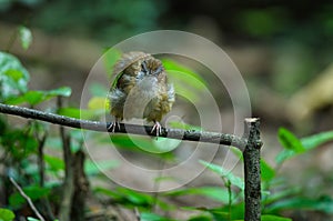 Brown-cheeked Fulvetta, Grey-eyed Fulvetta