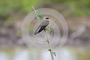 Brown-chested Martin, Pantanal Wetlands, Mato Grosso, Brazil