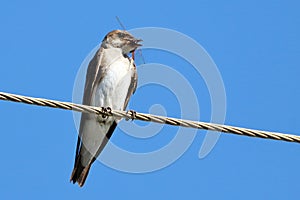 Brown-chested Martin (Progne tapera), isolated, feeding on a dragonfly