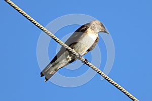 Brown-chested Martin (Progne tapera), isolated, perched on a high voltage wire over the blue sky photo