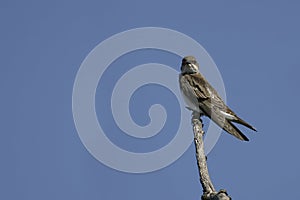 Brown-chested Martin, Progne tapera, perched on a branch photo