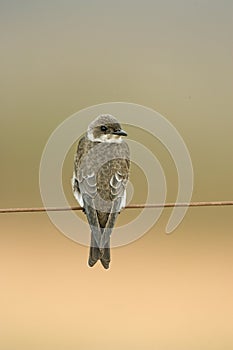 Brown-chested martin, Progne tapera, photo