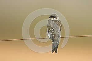 Brown-chested martin, Progne tapera, photo