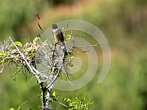 The Brown-chested Martin, Progne tapera sits on top of a bush and looks around. Colombia photo