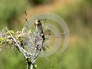 The Brown-chested Martin, Progne tapera sits on top of a bush and looks around. Colombia photo