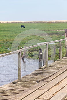 Brown-chested Martin on a wood bridge photo