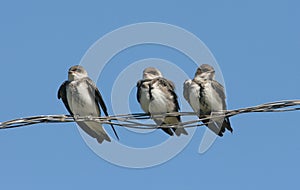 Brown-chested Martins, Progne tapera photo