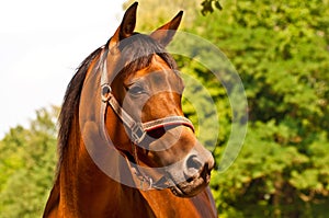 Brown - chestnut Arab horse portrait with copy space