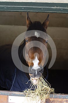 Brown chestnut horse in his stable looking out eating