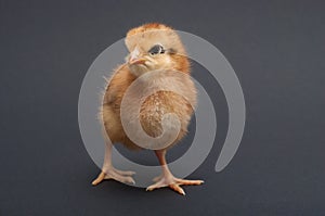 Brown chick on black background.