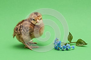 Brown chick on green background