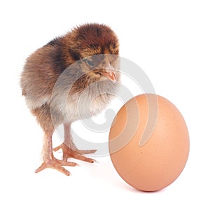 brown chick waits for the eggs to hatch from his friend