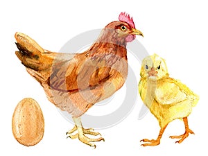 Brown chicken, cute chick and egg, isolated on white, watercolor illustration