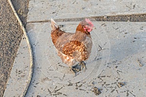 Brown chicken with dirt footprints at bio poultry farm mud