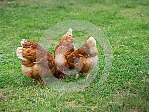 Brown chicken eating food on the grass floor. Farming & Pet Concept.
