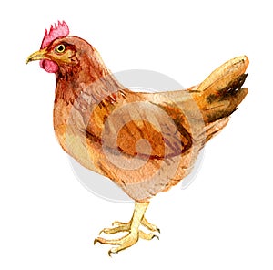 Brown chicken with egg isolated on white, watercolor illustration