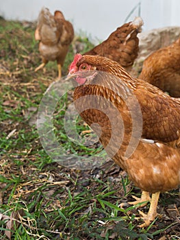 Chicken Egg Standing on The Ground