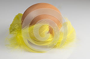 Brown Chicken Egg with Yellow Plume