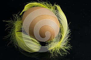 Brown Chicken Egg with Yellow Plume