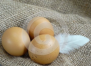 Brown chicken eggs on burlap with feather