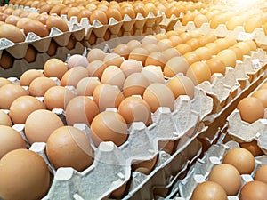 Brown chicken eggs in the egg tray,fresh raw chicken eggs in package for sale in supermarket