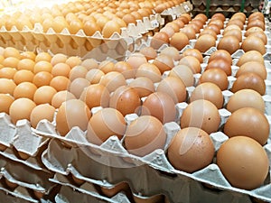 Brown chicken eggs in the egg tray,fresh raw chicken eggs in package for sale in supermarket