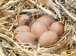 Brown chicken eggs, feather in straw nest.