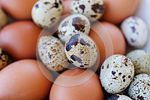 chicken eggs and speckled quail eggs