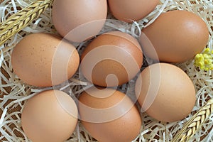 Brown chicken eggs in the straw