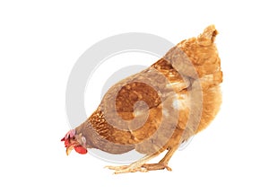 Brown chicken feeding isolated white background