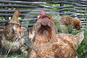 Brown chicken in a flock