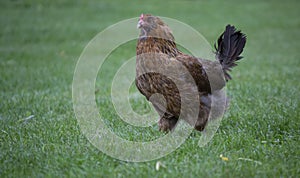 Brown chicken