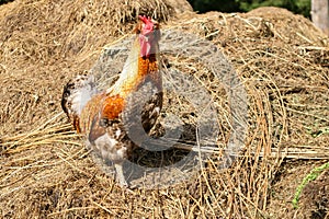 A brown chicken on the ground, covered with hay