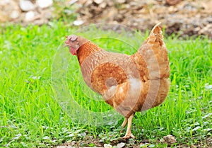 Brown chicken hen in green field use for livestock in arganic na