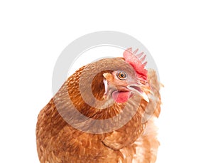 Brown chicken hen standing isolated white background use for far