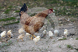 Brown Chicken with little chicks