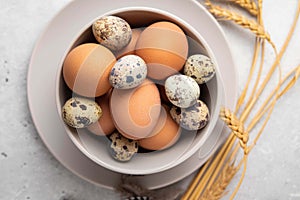Brown chicken and quail eggs in plate, feathers and wheat on light background. Concept farm products and natural nutrition.