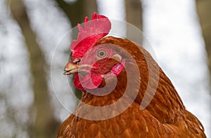 Brown chicken with red comb, wattle and earlobe