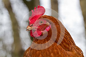 Brown chicken with red comb, wattle and earlobe photo